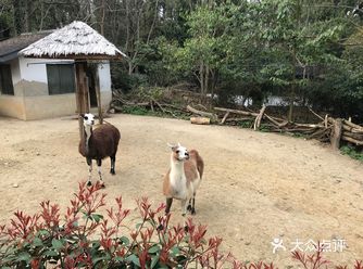 之前听说羊驼会喷口水,所以稍微躲的远点