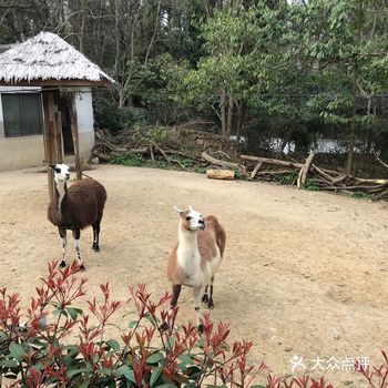 之前听说羊驼会喷口水，所以稍微躲的远点