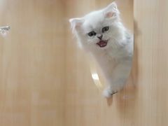 -爪爪喵星球·猫舍(益田假日里店)