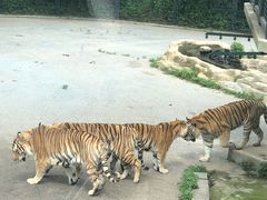 -大连森林动物园