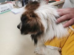 -顺强宠物诊所·狂犬免疫·夜诊·骨科(嘉定店)