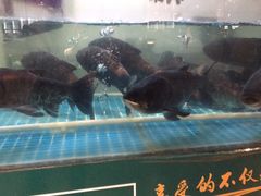 -老傅家湘潭水煮活鱼店(众一国际店)