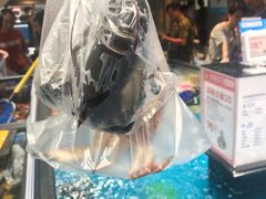 波士顿龙虾-盒马鲜生(曜一城店)