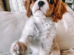 -萌宠之家·腊肠犬·马尔泰·小体犬舍
