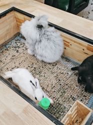 -神奇动物撸宠馆·羊驼·小浣熊·异宠(豫园店)