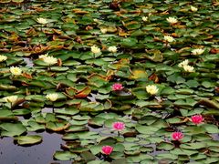 -白鹭湾湿地公园