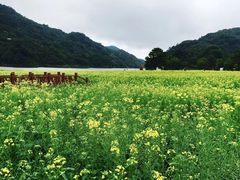 -广州市流溪河国家森林公园