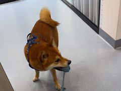 -宠物星动物医院·眼科·异宠·猫科(江南大道总院)