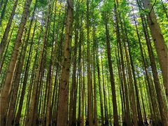 -桤木河湿地公园