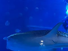 -烟台海昌鲸鲨海洋公园