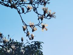-苏州公园(双塔街道)