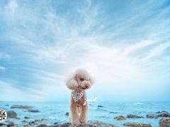 -超宠爱宠物摄影-Super pet
