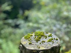 -神农架香溪源景区