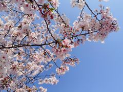 -高东镇樱花园