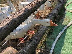 -大塘金香草谷