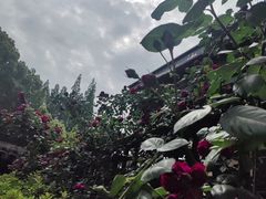 -上海醉白池公园