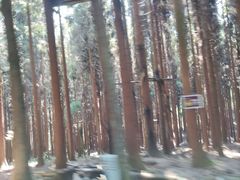 -武陵山森林公园
