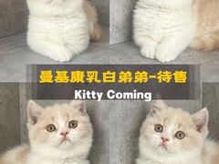 -小猫来了·猫舍(红山六九七九店)