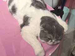 -FAELING PETS美天灵宠物(合生汇店)