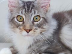 -lincat·猫舍(广州店)