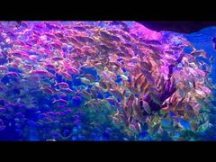 -芜湖新华联大白鲸海洋公园