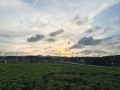 -中华茉莉园