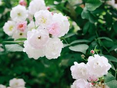 -广富林郊野公园