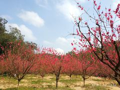 -南国桃园旅游度假区