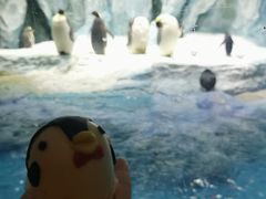 -帝企鹅自助餐厅•儿童岛•真企鹅(长隆企鹅酒店)