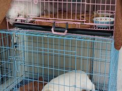 -瑞鹏宠物医院·微创内窥镜·骨外科·牙科(翠竹分院)