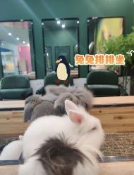 -神奇动物撸宠馆·羊驼·小浣熊·异宠(豫园店)