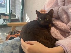 -喵屿·大理花园猫咖