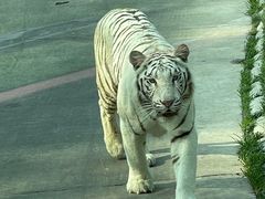 -北京野生动物园