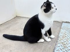 -喵屿·大理花园猫咖