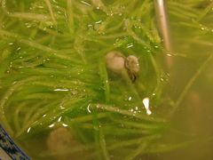 萝卜丝海蛎汤-兴隆海鲜菜馆