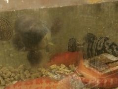 android_upload_pic-珍宝轩海鲜火锅(碧湖大厦店)