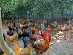 -同銮特种养殖场·龙虾垂钓