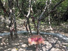 -太湖游船(石公山码头)