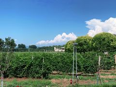 -北京张裕爱斐堡酒庄