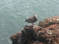 iphone_upload_pic-海驴岛(荣成市)