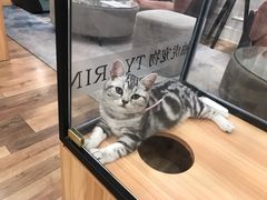 -袖虎·猫馆(体育西路店)