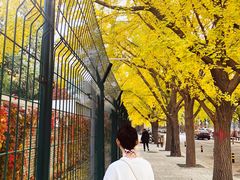 -三里屯东五街银杏大道