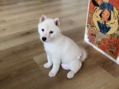 -柴犬小屋·柴餐厅·狗咖食堂(金鼎广场店)