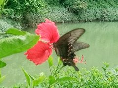 -广东花都湖国家湿地公园