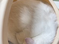 -瑞派康怡24h宠物医院·犬猫医疗中心·微创绝育(瑞景分院)