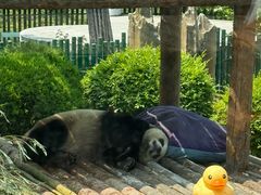 -大连森林动物园