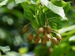 -国家植物园南园