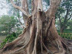 -中国科学院西双版纳热带植物园