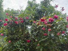 -樱桃山旅游景区