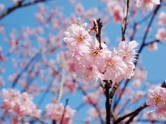 -杭州植物园